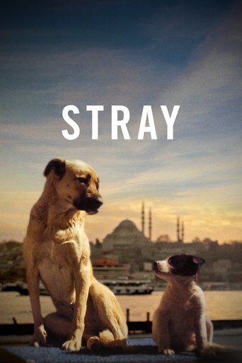 Stray 2021